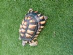 Marginaged : Male approx 7-8 years old (Zippy)